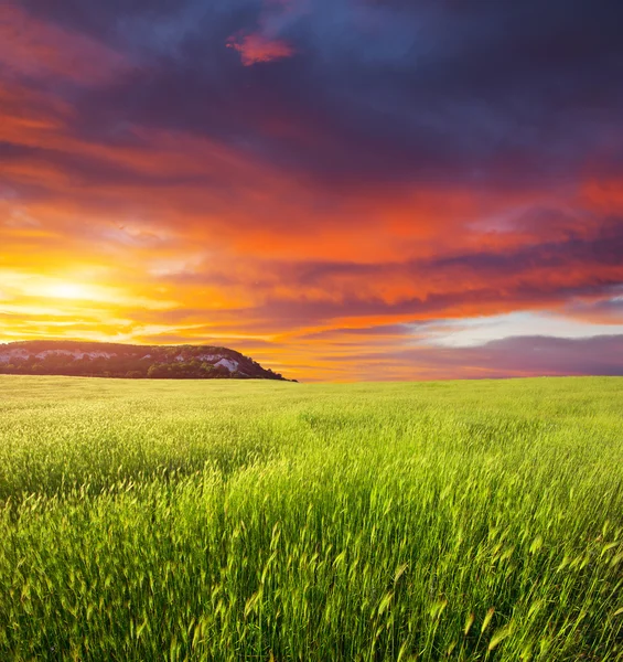 Grüne Wiese am Sonnenuntergang — Stockfoto