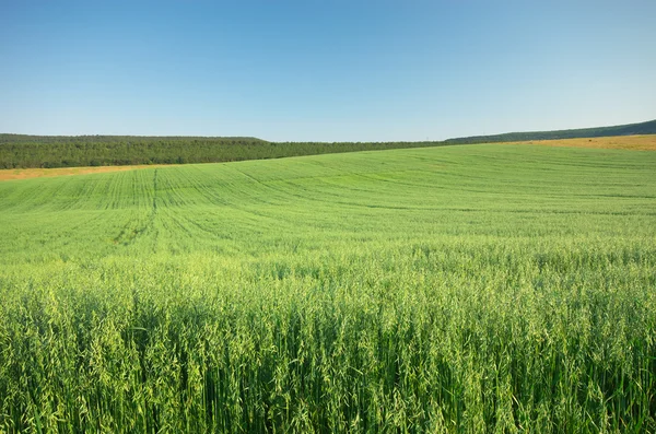 Weide van haver. — Stockfoto