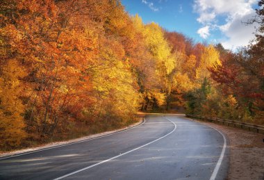 Sonbahar ormanı ve asfalt yolu. Doğa ve ulaşım manzarası.