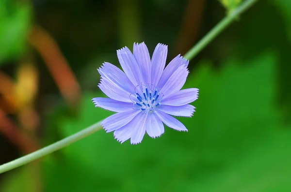 Chicory nature flower. — Stock Photo, Image