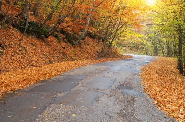 Camino en madera de otoño —  Fotos de Stock