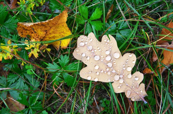 Hoja de otoño y gotas . — Foto de Stock