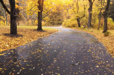 sonbahar doğa manzara.