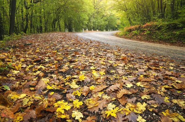 Hojas de otoño en carretera — Foto de Stock