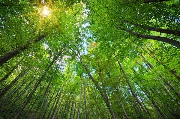 Dans la forêt . — Photo