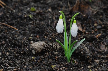 Galanthus bir ormanda