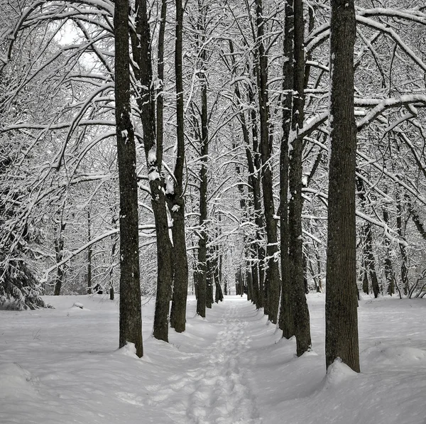 Снег в парке — стоковое фото
