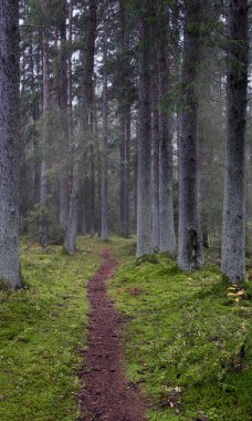 Sonbahar ladin ormanında sabah sisi. Dar yol, yeşil yosun.