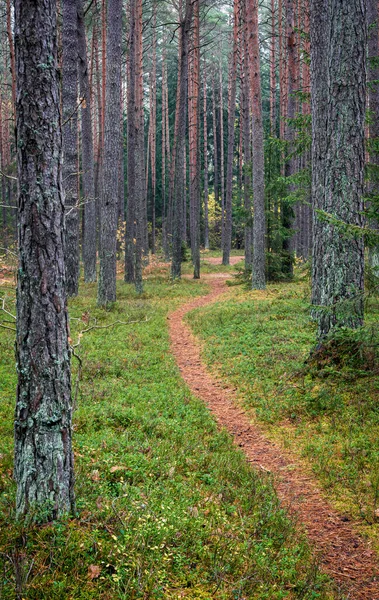 Mattina Autunno Una Pineta Sentiero Stretto Muschio Verde Concentrazione Superficiale — Foto Stock