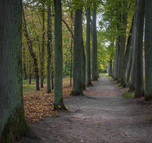 劳东城堡公园 劳东长老 Jurbarkas区 立陶宛 老石灰树的小巷重点浅薄 — 图库照片