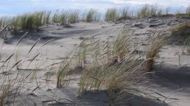 Curronian tükürük tepeleri