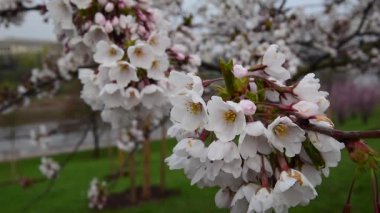 Güzel çiçekli oryantal kiraz 2