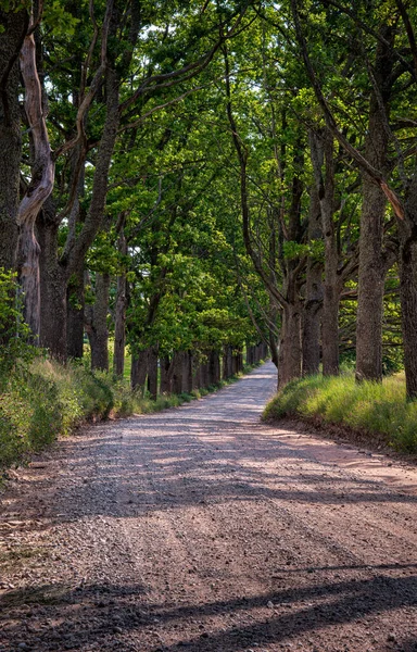 Kırsal Yol Meşe Yolu Akşamın Erken Saatlerinde Yazın Ortasında Amata — Stok fotoğraf