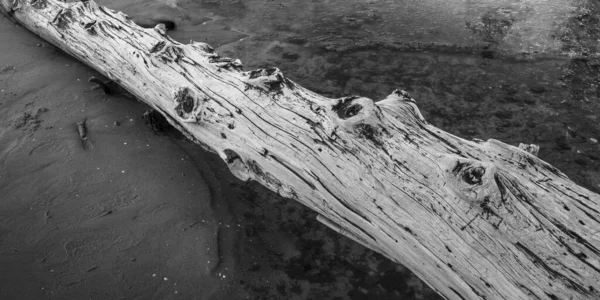 リガ海岸の湾岸にある白い流木 夕方の早い光 ぬれた砂 モノクローム画像 — ストック写真
