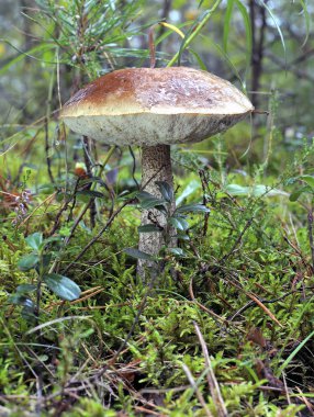 Huş ağacı bolete