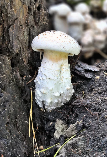 Mushrooms — Stock Photo, Image