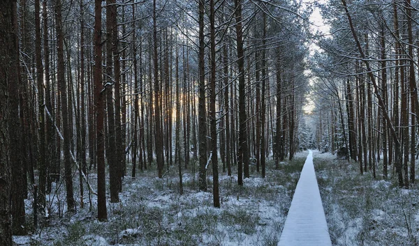 Winterlandschap van vroeg in de ochtend — Stockfoto