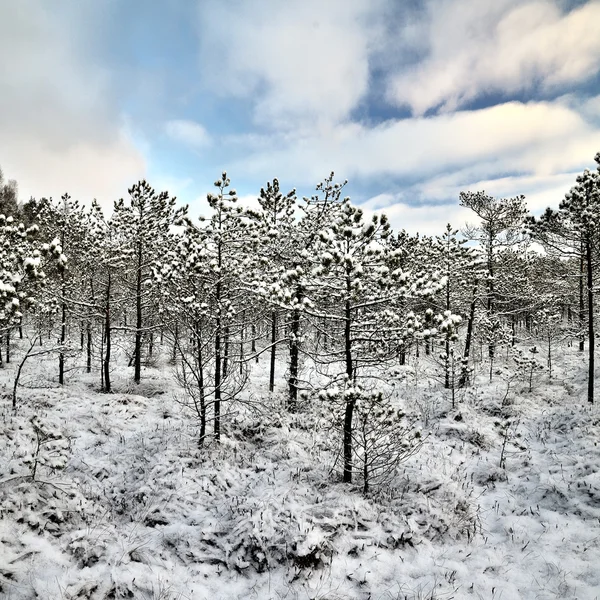 Winterlandschap van vroeg in de ochtend — Stockfoto