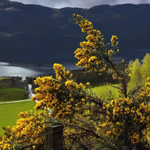 Ulex europaeus — Fotografia de Stock