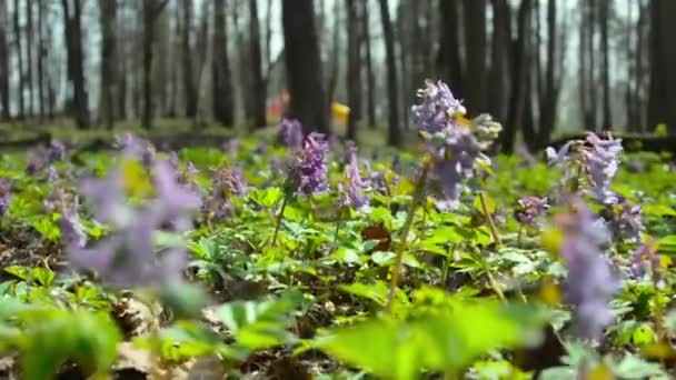 Flores púrpuras se balancean en el viento — Vídeos de Stock