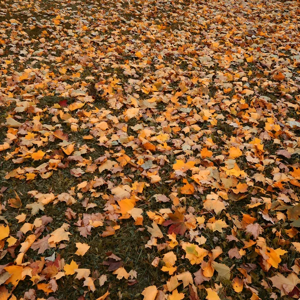 Hermosa caída de hoja otoño —  Fotos de Stock