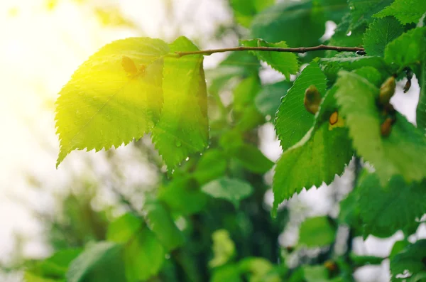 抽象夏日的阳光与绿色的树叶 — 图库照片