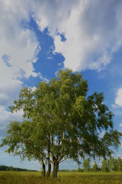 Пейзаж с деревом и голубым небом — стоковое фото