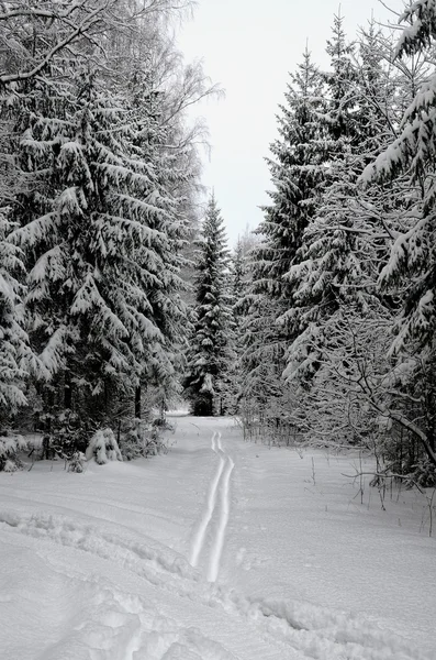 Overmorgen verse sneeuwval in het bos — Stockfoto
