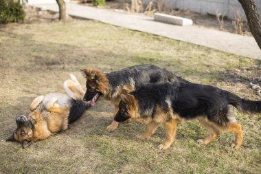 Alman çoban köpek doğurmak