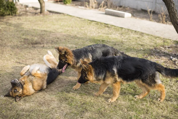 Alman çoban köpek doğurmak