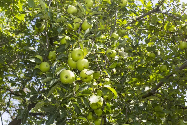 Apple tree with the fruits — Stock Photo, Image