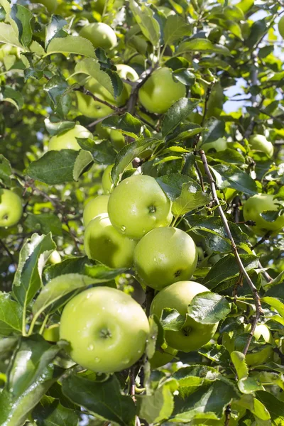 Apple tree with the fruits — Stock Photo, Image