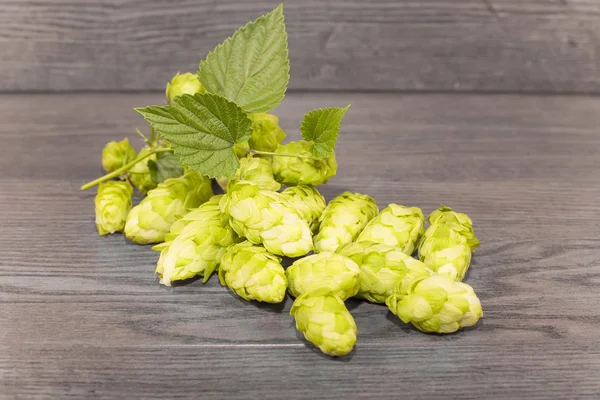 Hopfen — Stockfoto