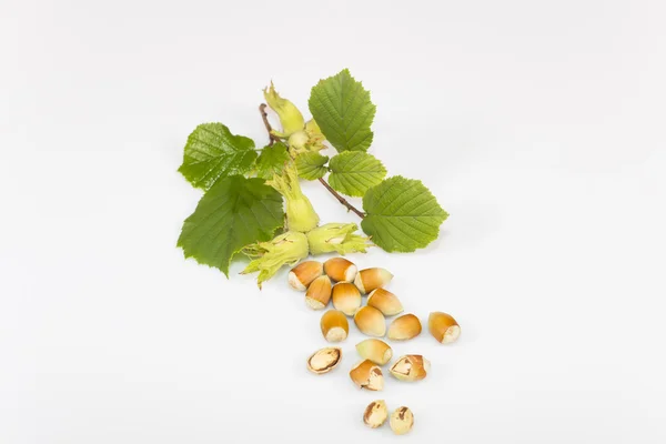 Hazelnuts — Stock fotografie