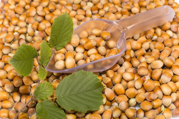 Hazelnuts — Stock Photo, Image