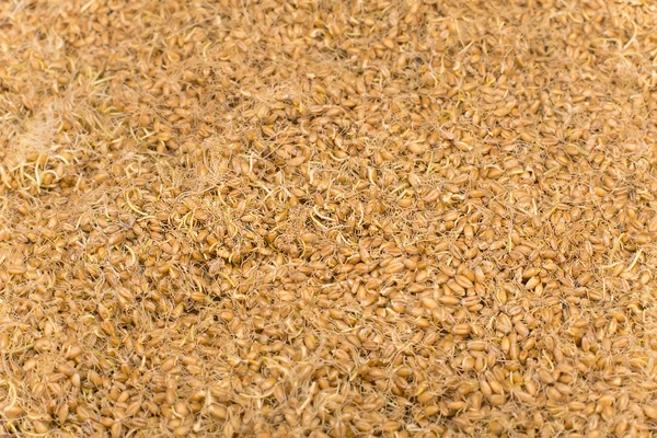 Germe de blé — Photo