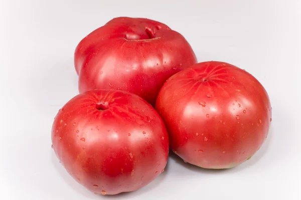 Tomaten-Gigant — Stockfoto