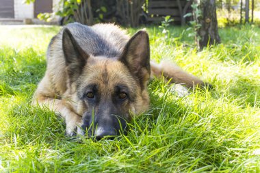 Alman çoban köpek bahçede çim üzerinde yalan
