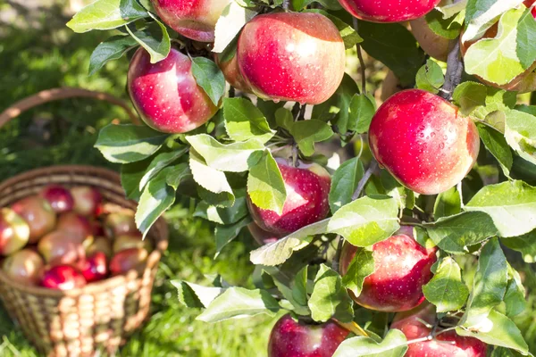 Czerwoni dojrzałe jabłka na apple w — Zdjęcie stockowe