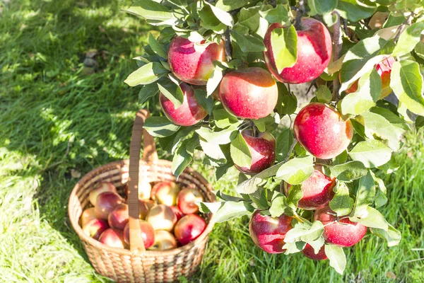 Reds ripe apples on apple — Stock Photo, Image