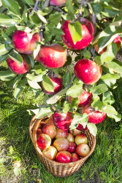 Reds ripe apples on apple in — Stock Photo, Image