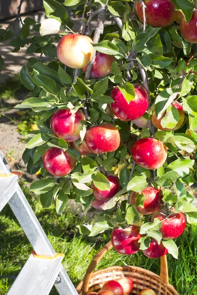 Reds ripe apples on apple in — Stock Photo, Image