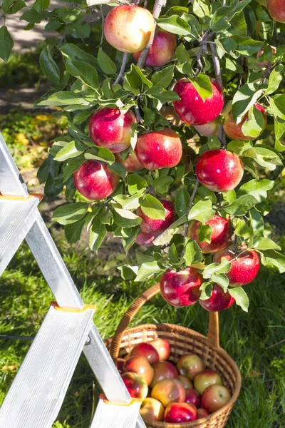 Reds ripe apples on apple in — Stock Photo, Image