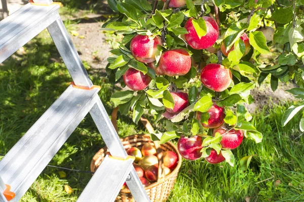 Rote reife Äpfel auf Apfel in — Stockfoto