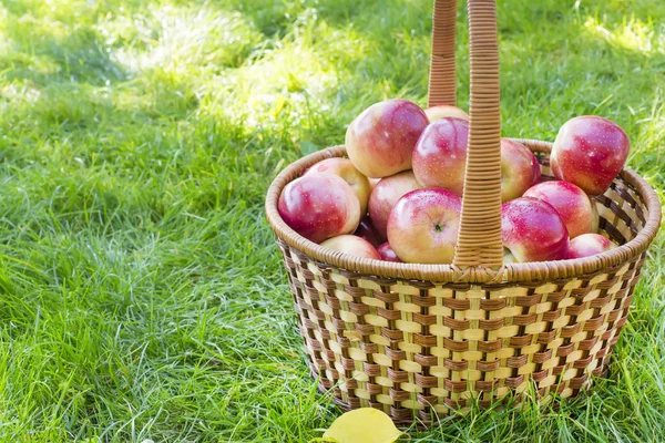 Корзина с красными яблоками в саду — стоковое фото