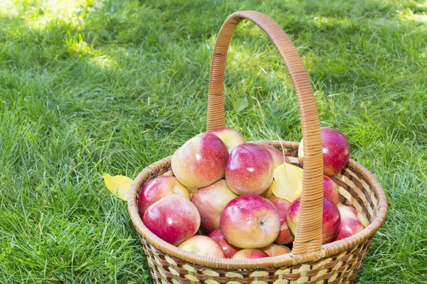 Panier avec pommes rouges dans le jardin — Photo
