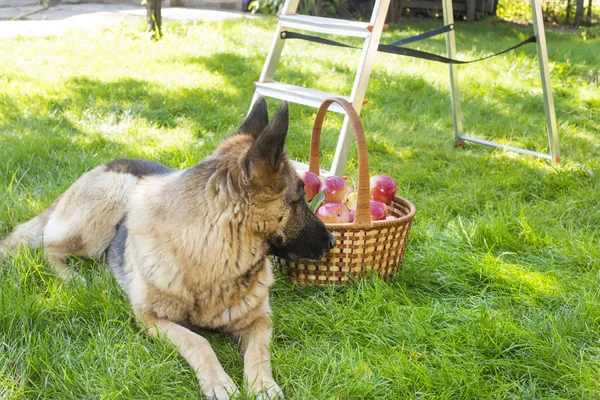 Dog is guarding apples in the garden — Stock Photo, Image
