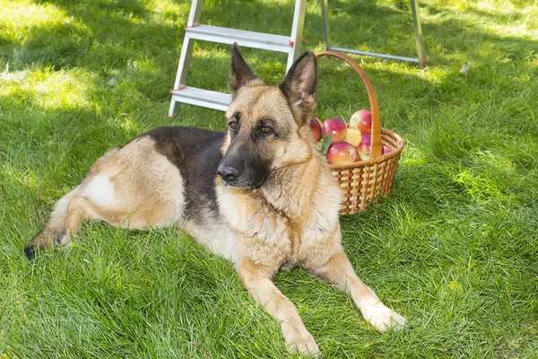 Cão está guardando maçãs no jardim — Fotografia de Stock