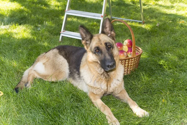 Perro está guardando manzanas en el jardín — Foto de Stock