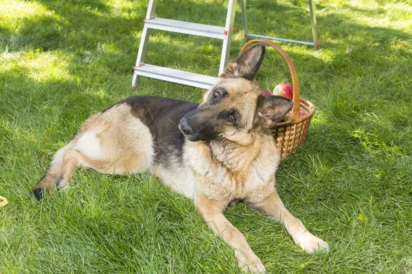 Hund bewacht Äpfel im Garten — Stockfoto